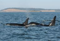 Orcas afundam iate no Estreito de Gibraltar
