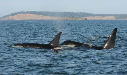 Orcas afundam iate no Estreito de Gibraltar