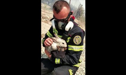 Coelho