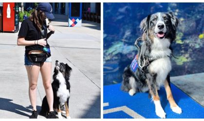 Cachorro "salva" tutora com síndrome rara e viraliza; conheça outros tipos de cães de serviço