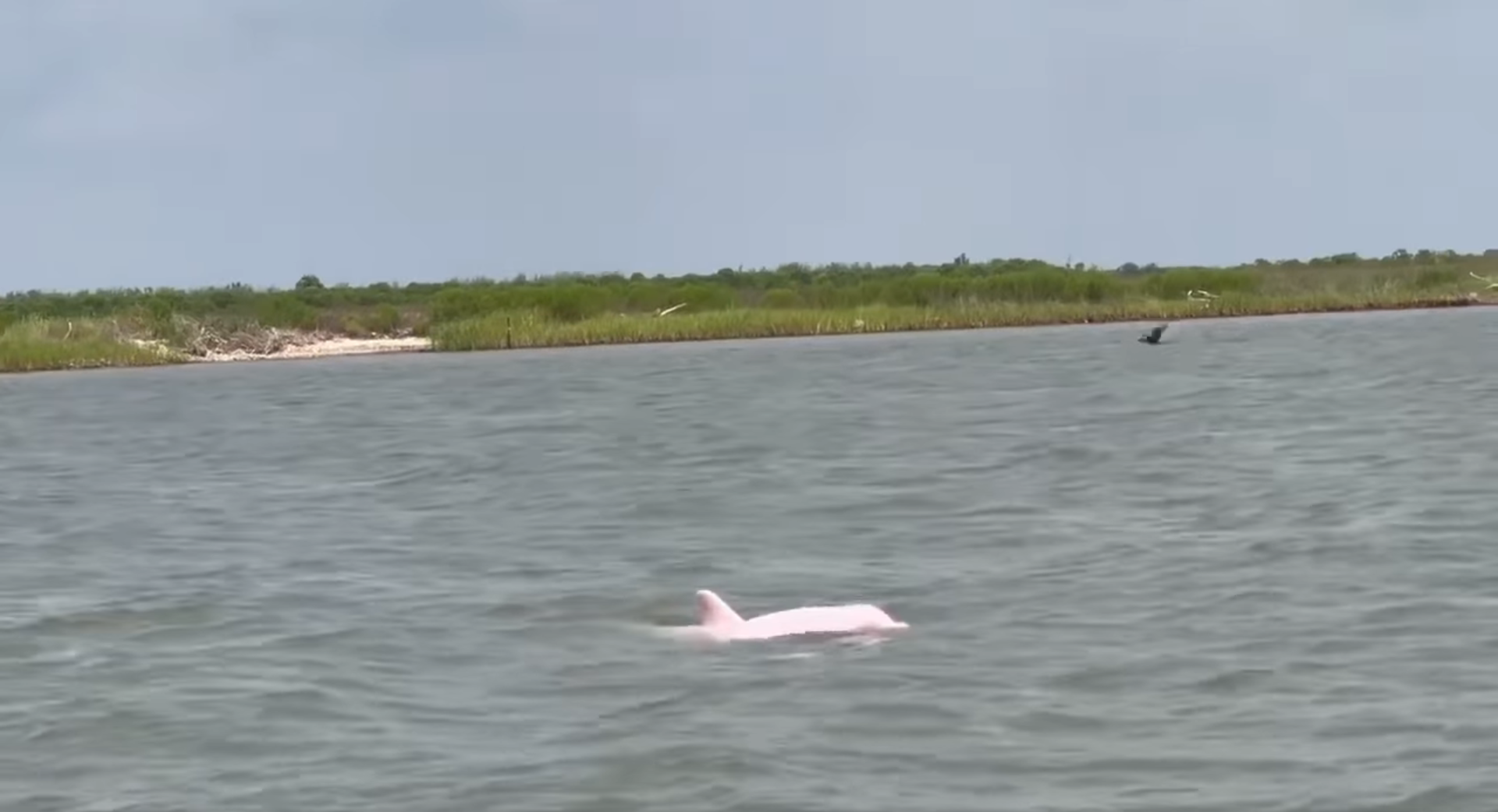golfinho rosa