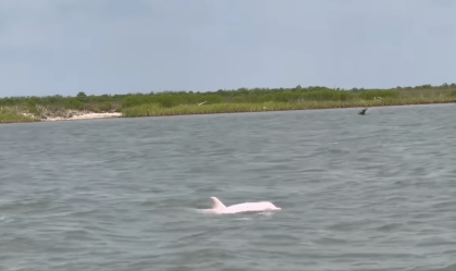 No clima de "Barbie": Homem avista golfinhos cor-de-rosa nos Estados Unidos