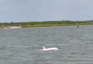No clima de “Barbie”: Homem avista golfinhos cor-de-rosa nos Estados Unidos