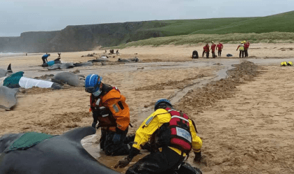 Mais de 50 golfinhos morrem encalhados em praia na Ilha de Lewis, na Escócia