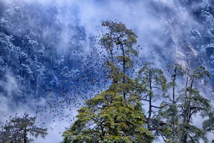 Um bando de pássaros Grandala é fotografado enquanto uma tempestade de neve desce no Himalaia. A imagem ficou em primeiro lugar na categoria "Into the Forest" / Kallol Mukherjee