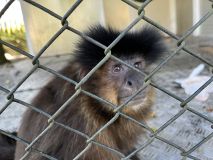 A macaco-prego Cuta, chamada de &quot;filha&quot; por Emerson Sheik