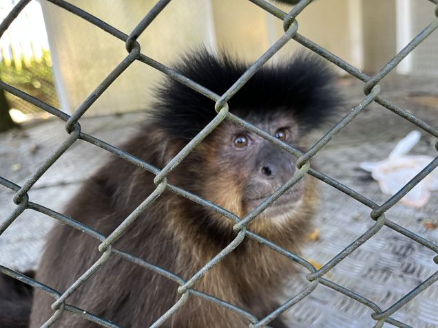 A macaco-prego Cuta, chamada de "filha" por Emerson Sheik / Cleber Rodrigues
