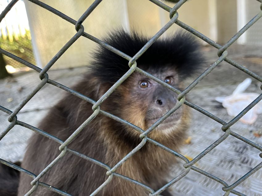 A macaco-prego Cuta, chamada de "filha" por Emerson Sheik / Cleber Rodrigues