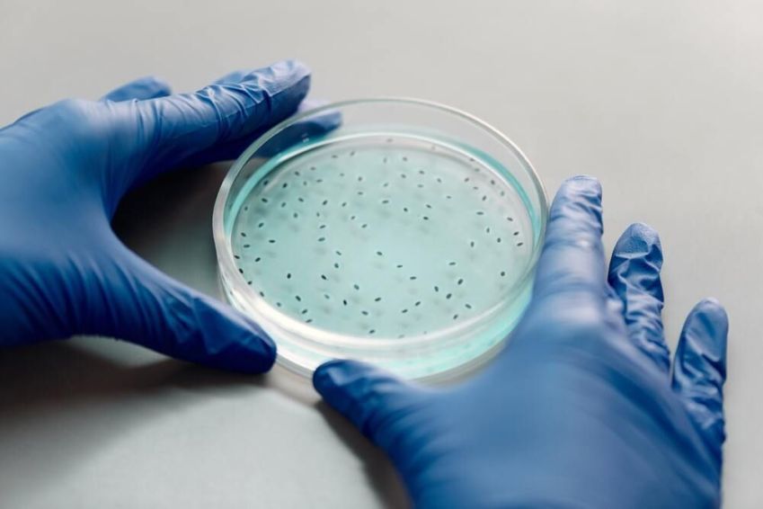 Diferença entre intoxicação e infecção alimentar / Imagem: Pexels/Edward Jenner