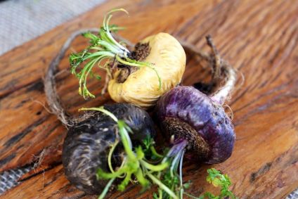 O que é e para que serve a maca peruana?