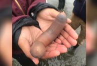 Entenda o que é o “peixe-pênis” e onde ele pode ser encontrado