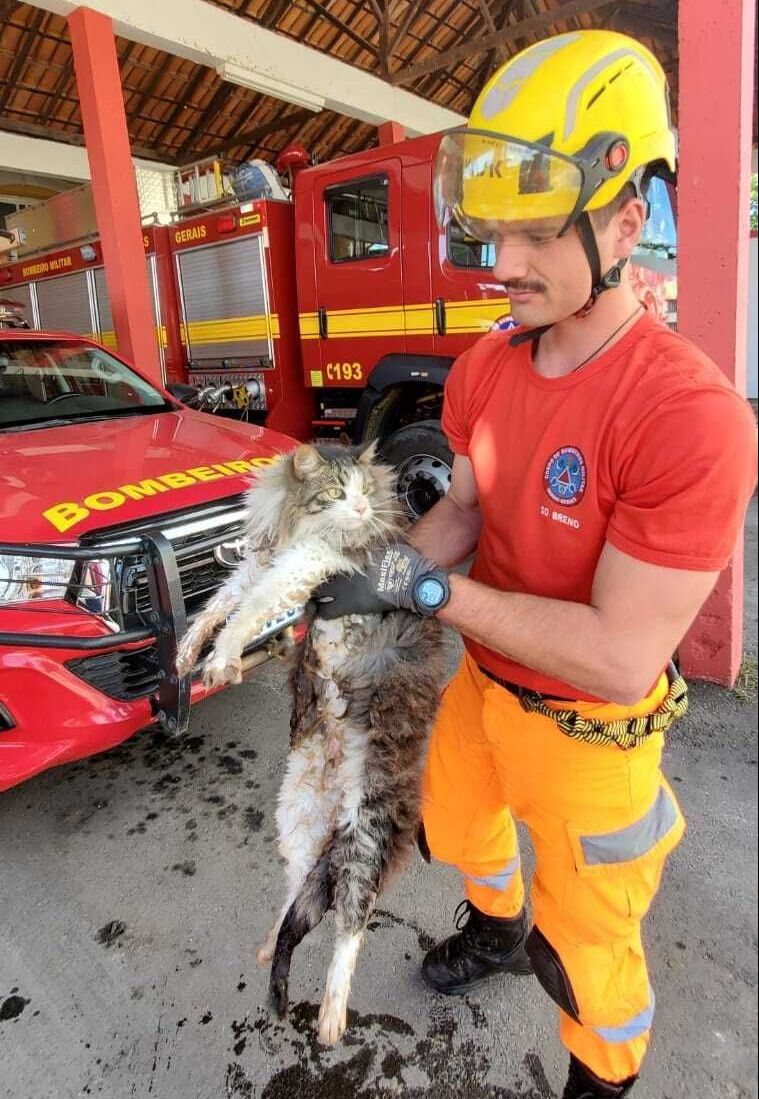 Bombeiros resgatam gato preso dentro de motor de carro em MG./ Bombeiros MG