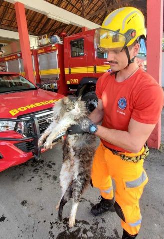 Bombeiros resgatam gato preso dentro de motor de carro em MG./ Bombeiros MG