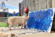 Conheça “Pigcasso”, a porca pintora que vendeu quase R$ 5 milhões em arte