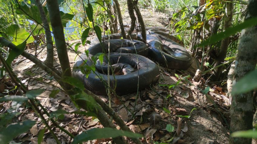 Com os seus registros, Vilmar busca promover a preservação ambiental e desmistificar as anacondas / Arquivo Pessoal/Vilmar Teixeira