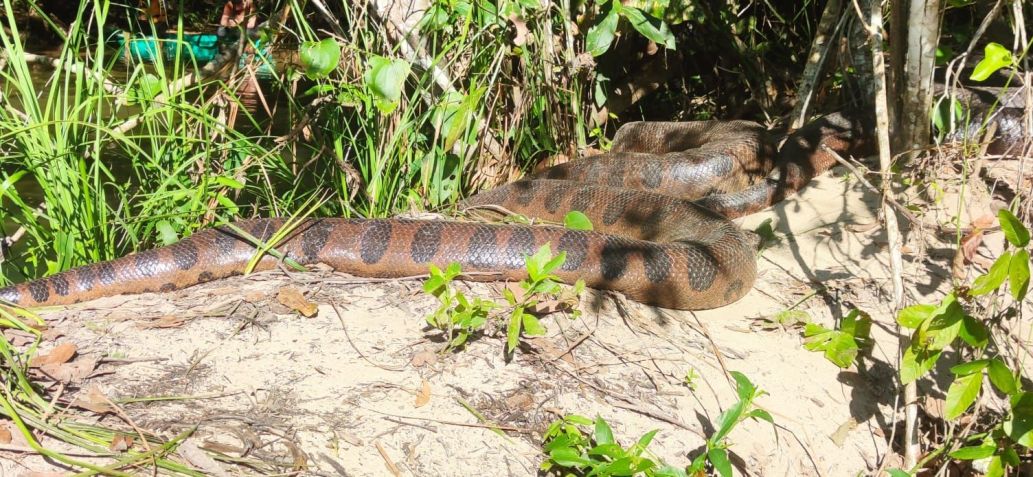 Por serem ectotérmicas, as sucuris buscam se aquecer nas margens dos rios, onde é comum encontrá-las nos meses de inverno / Arquivo Pessoal/Vilmar Teixeira