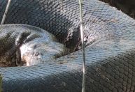 Sucuri gigante é flagrada às margens de rio em Bonito (MS), veja vídeo e outros flagras