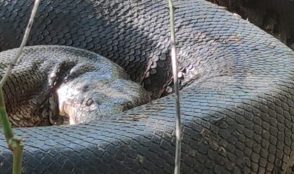 Sucuri gigante é flagrada às margens de rio em Bonito (MS), veja vídeo e outros flagras