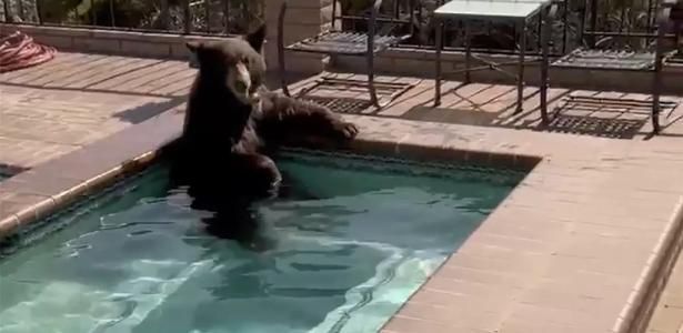 Imagem de destaque do post: Na Califórnia, urso se refresca em banheira de hidromassagem e momento viraliza