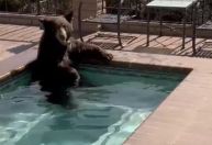 Na Califórnia, urso se refresca em banheira de hidromassagem e momento viraliza