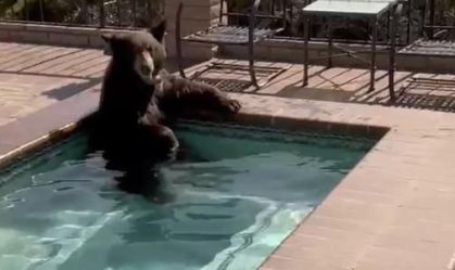 Imagem de destaque do post: Na Califórnia, urso se refresca em banheira de hidromassagem e momento viraliza