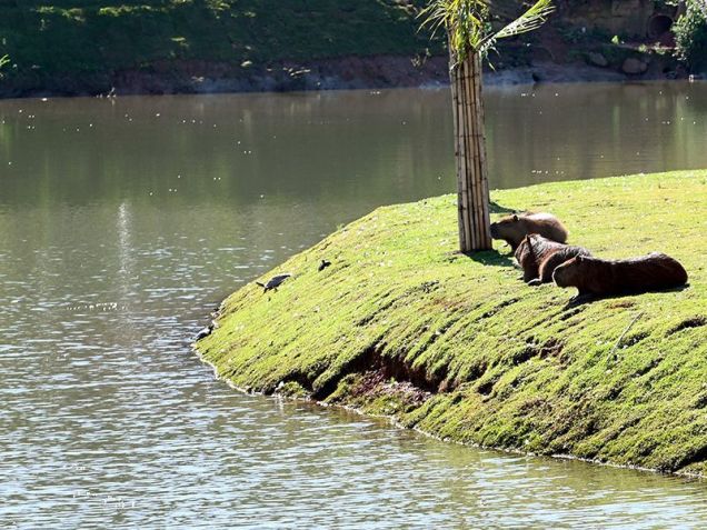 Capivaras em parque público de Campinas / Carlos Bassan/Arquivo PMC