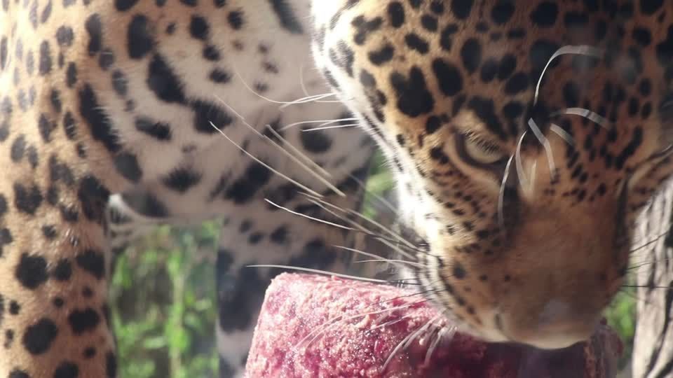 Onça Pintada Ganha Picolé De Sangue De Cavalo Em Meio à Onda De Calor