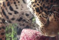 Onça-pintada ganha picolé de sangue de cavalo em meio à onda de calor nos EUA