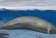 Baleia colossal descoberta no Peru pode ser o animal mais pesado de todos os tempos, aponta estudo