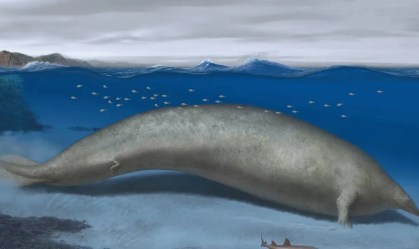 Baleia colossal descoberta no Peru pode ser o animal mais pesado de todos os tempos, aponta estudo