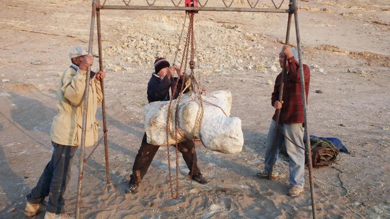 Um espécime de Perucetus colossus é preparado para transporte de seu local de origem / Giovanni Bianucci