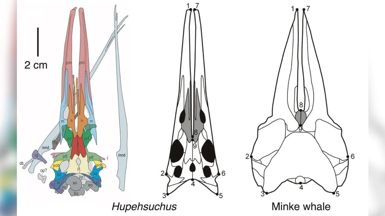 Os crânios de Hupehsuchus e um crânio de baleia-minke tinham focinhos longos semelhantes, com ossos estreitos e soltos, indicando a fixação de uma bolsa de garganta expansível. / Fang et al./Courtesy University of Bristol