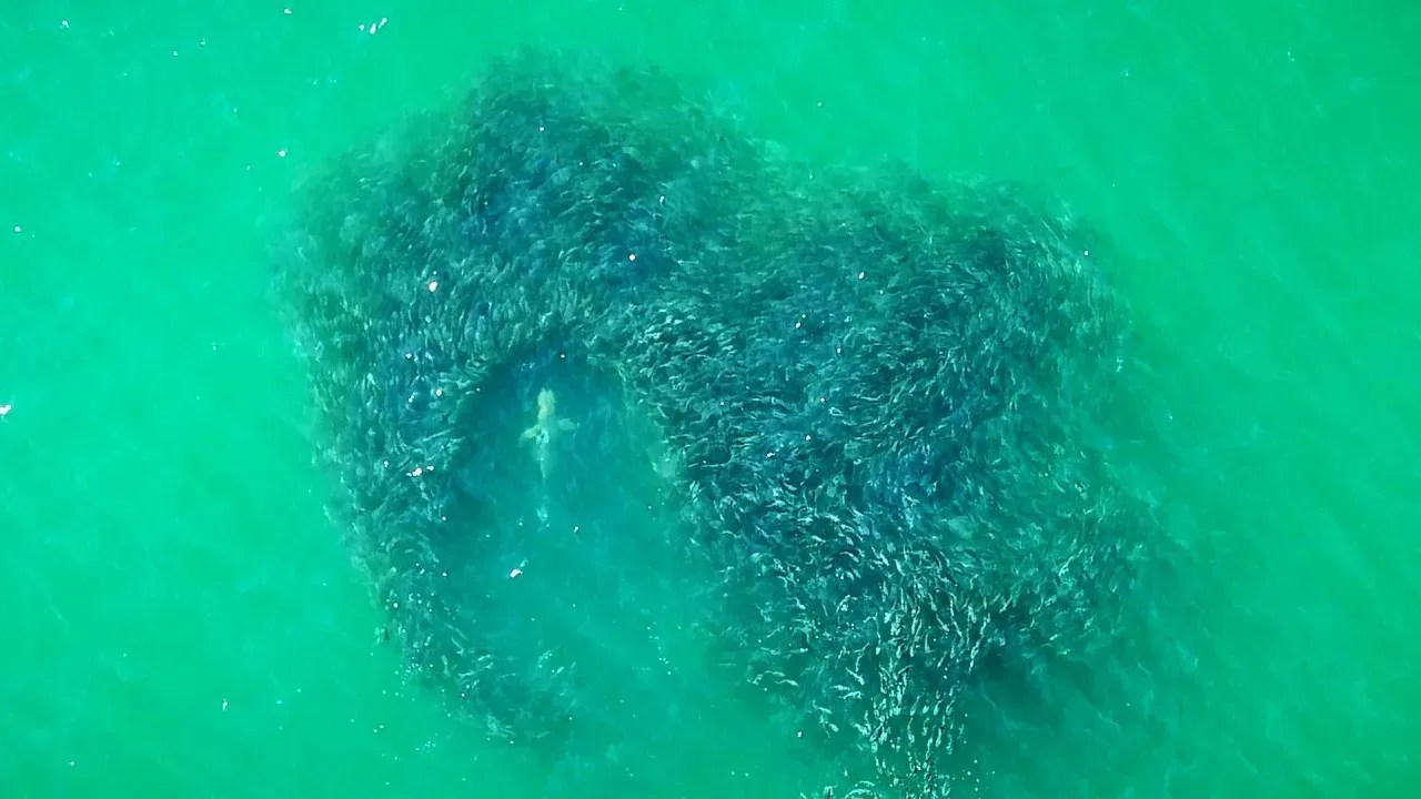 Policiais do Parque Estadual de Nova York estão usando drones para monitorar tubarões na costa de Long Island, Nova York, como este avistado em 2022 / New York State Park Police