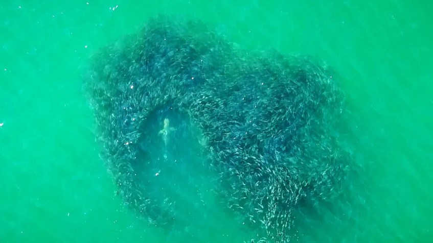 Policiais do Parque Estadual de Nova York estão usando drones para monitorar tubarões na costa de Long Island, Nova York, como este avistado em 2022 / New York State Park Police
