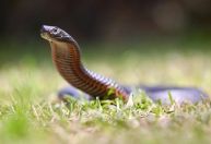 Calor antecipa temporada de cobras venenosas na Austrália