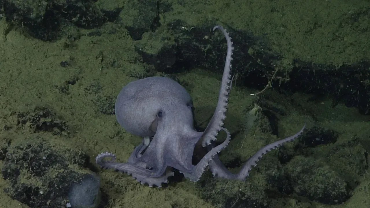 Os cientistas acreditam que o local na costa de Monterey, Califórnia, é usado exclusivamente como criadouro e berçário / MBARI