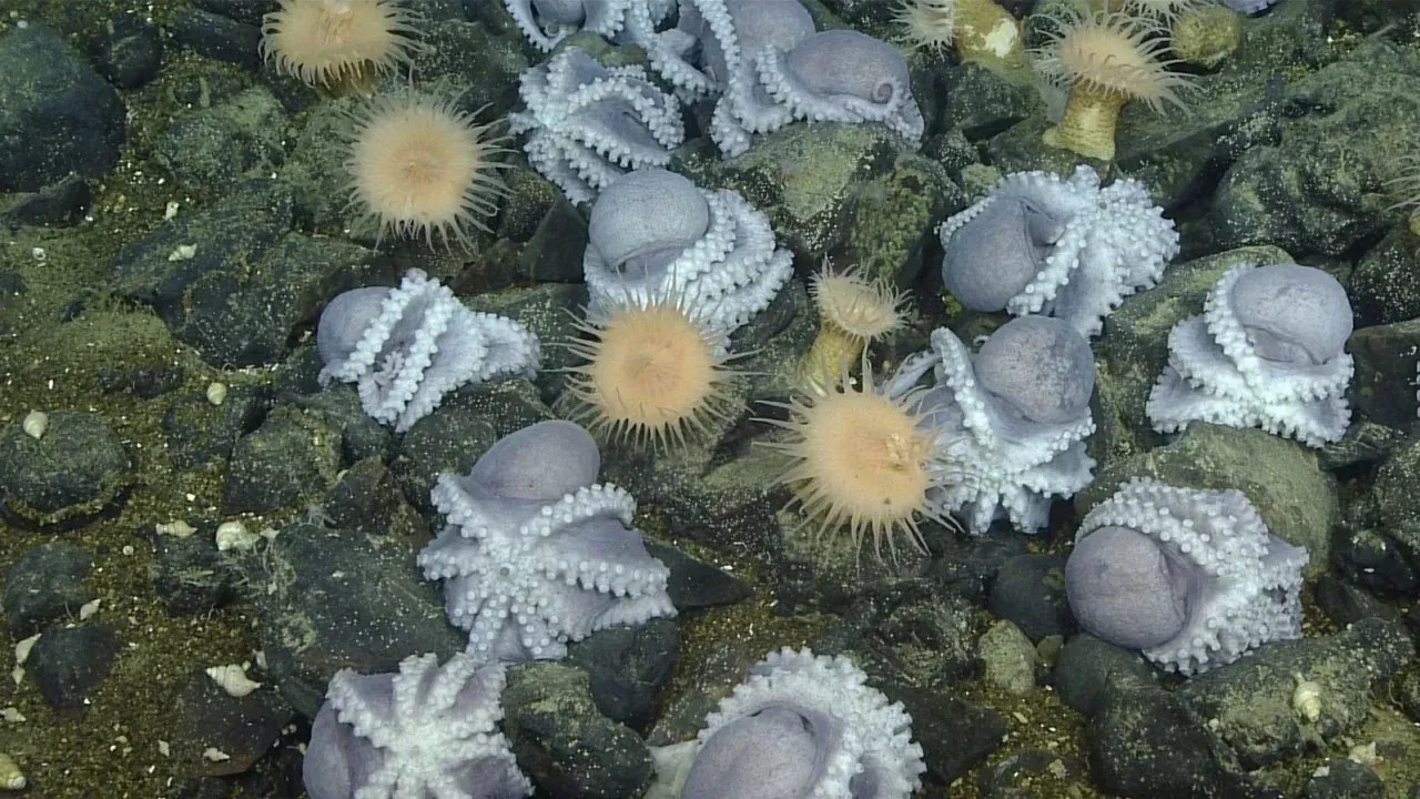 230823101826-02-octopus-garden-deep-sea-mystery-solved