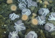 Cientistas resolvem mistério do jardim de polvos na zona da meia-noite do oceano