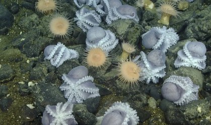 Cientistas resolvem mistério do jardim de polvos na zona da meia-noite do oceano