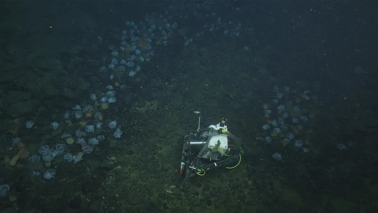 Tecnologia subaquática de última geração permitiu aos pesquisadores compreender o jardim do polvo / MBARI