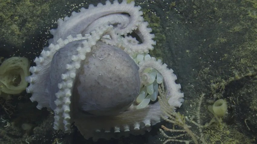 Os investigadores descobriram que os ovos dos polvos eclodiram em menos de dois anos – muito mais rápido do que a equipe esperava / MBARI