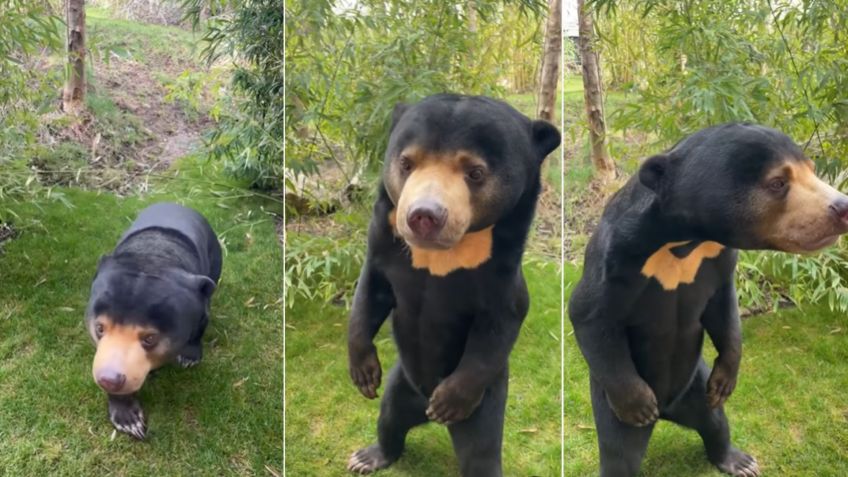 Zoológico da Inglaterra compartilha vídeo de urso-malaio / Reprodução/Instagram