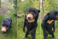 Fim do mistério: Zoológico na Inglaterra confirma que urso chinês é real e não um humano fantasiado