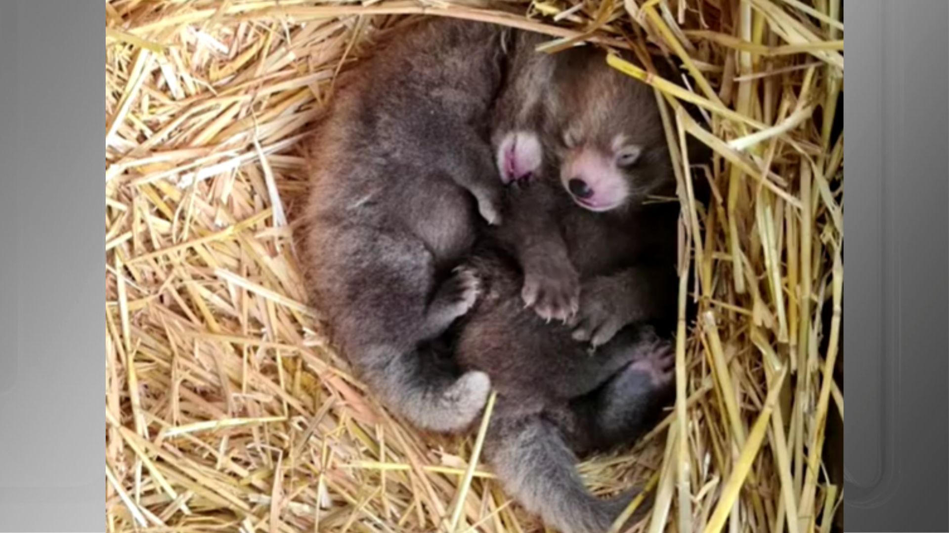 Imagem de destaque do post: Pandas-vermelhos gêmeos nascem no Reino Unido; espécie é ameaçada de extinção