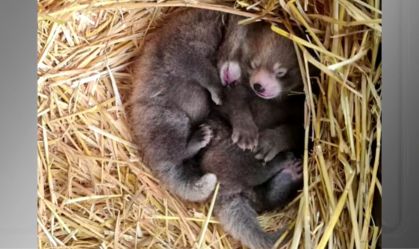 Imagem de destaque do post: Pandas-vermelhos gêmeos nascem no Reino Unido; espécie é ameaçada de extinção