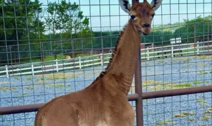 Conheça girafa rara e sem manchas que nasceu em zoológico nos Estados Unidos