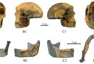 Crânio de 300 mil anos diferente de qualquer outro já visto é encontrado na China