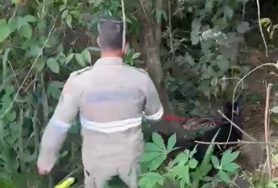 Cachorro é utilizado em operação de busca por garotos desaparecidos