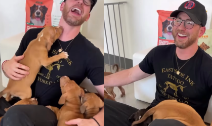 Chris Evans e cachorros 2