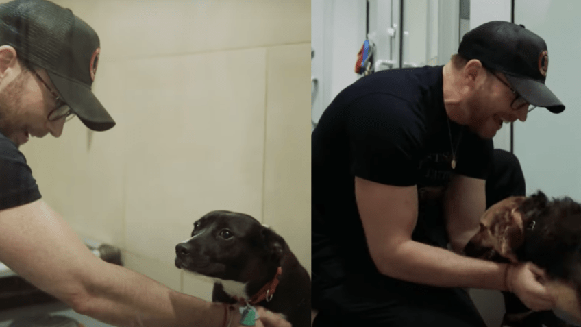 Chris Evans interagindo com as cachorrinhas Akira e Pipa, no abrigo Animal Haven / Reprodução